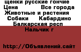 щенки русские гончие › Цена ­ 4 000 - Все города Животные и растения » Собаки   . Кабардино-Балкарская респ.,Нальчик г.